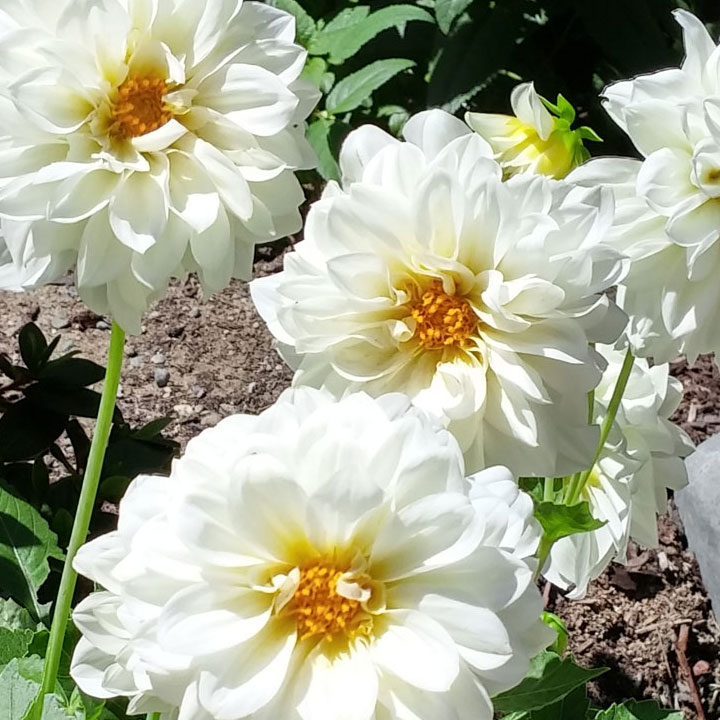 Dahlia's seem to last a long time and the honey bees like'm