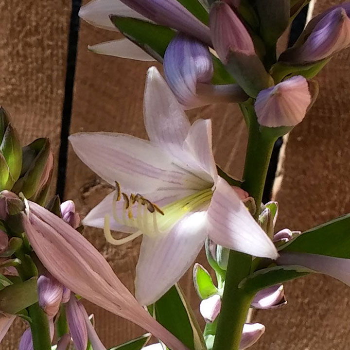 Hosta blooms