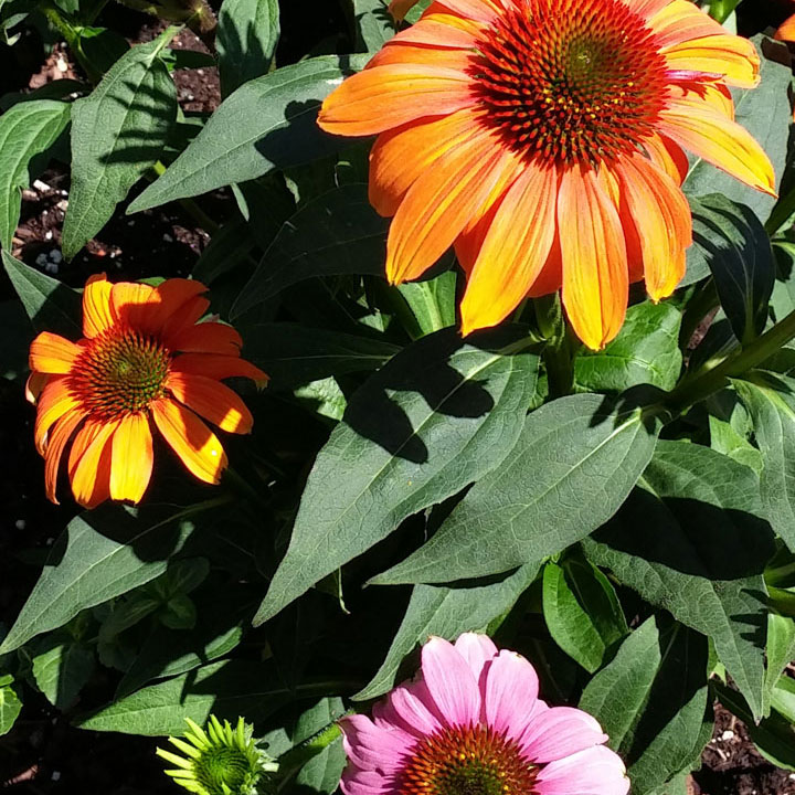 The Purple Coneflower plant that seems to prefer Orange, not Purple