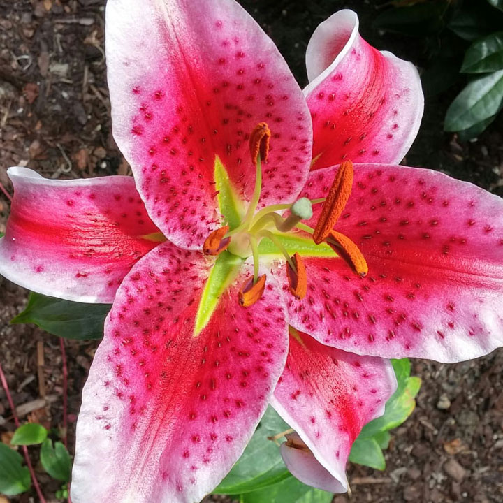 Stargazer Lily