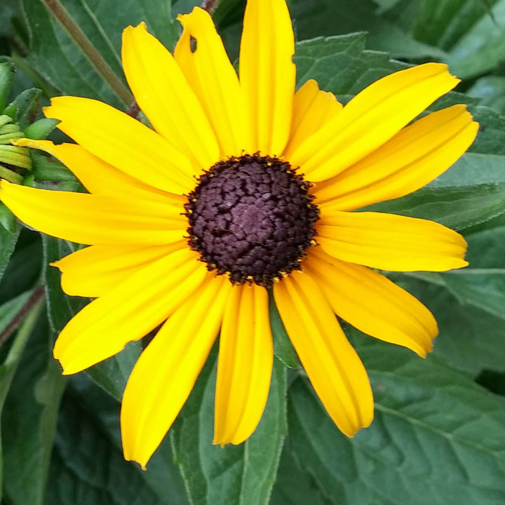 When these Black-eyed Susan are done blooming Junko Sparrows love the drying seeds.