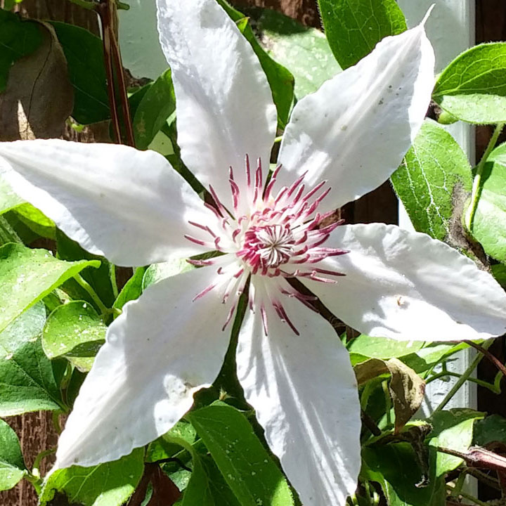 Clematis