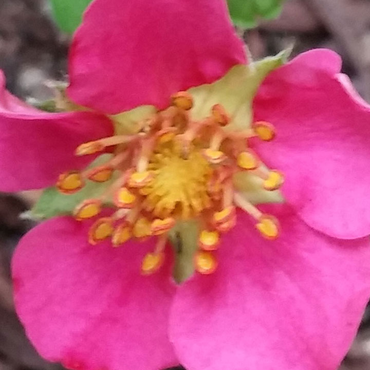 These flowers sprout from Ornamental Strawberry plants. They also sprout some actual strawberries but are engineered for the flowers