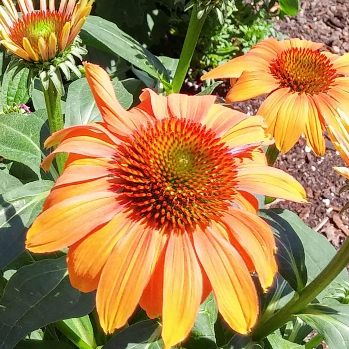 Coneflower