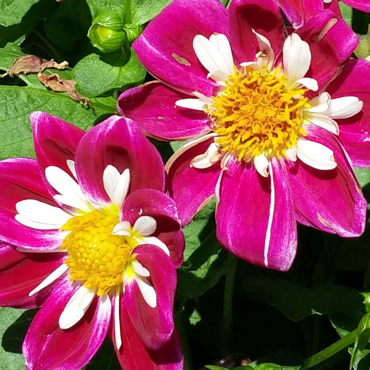 Another Dahlia