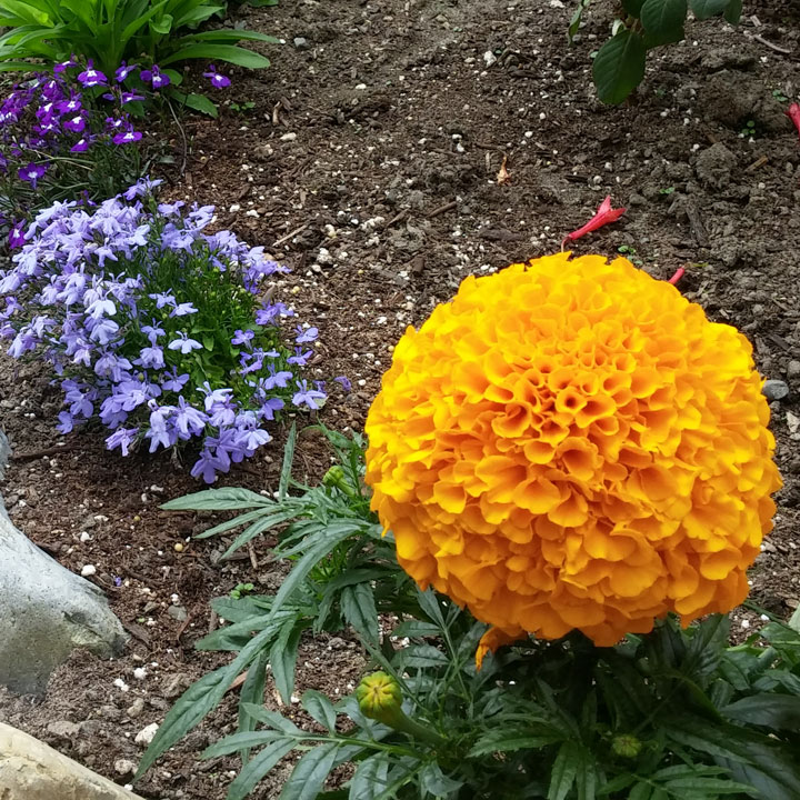 Big old Marigold