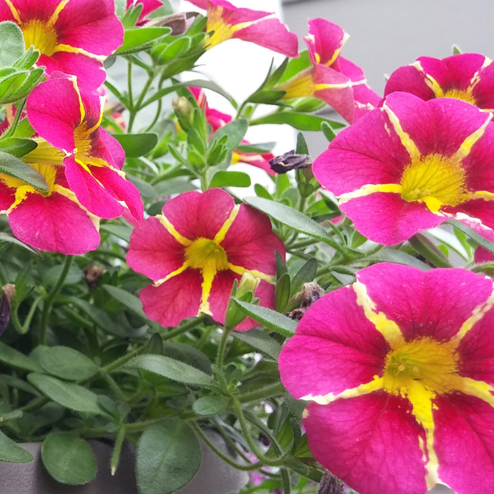 SuperBells, Cherry-Lime. No deadheading and mounding/trailing.