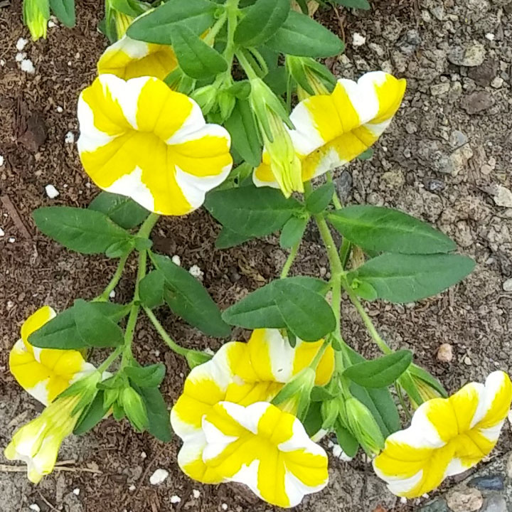 Lemon slice Super Bells