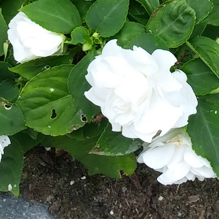 White Impatiens