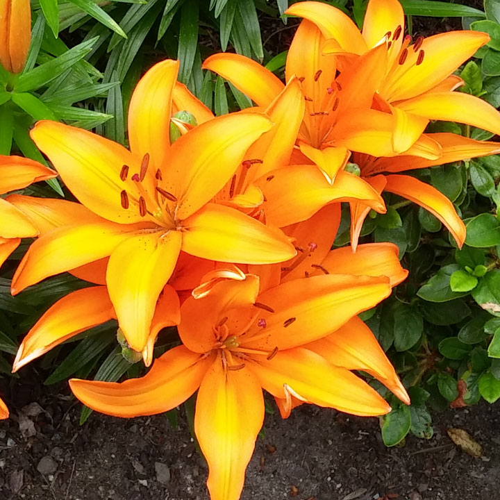 Lilies