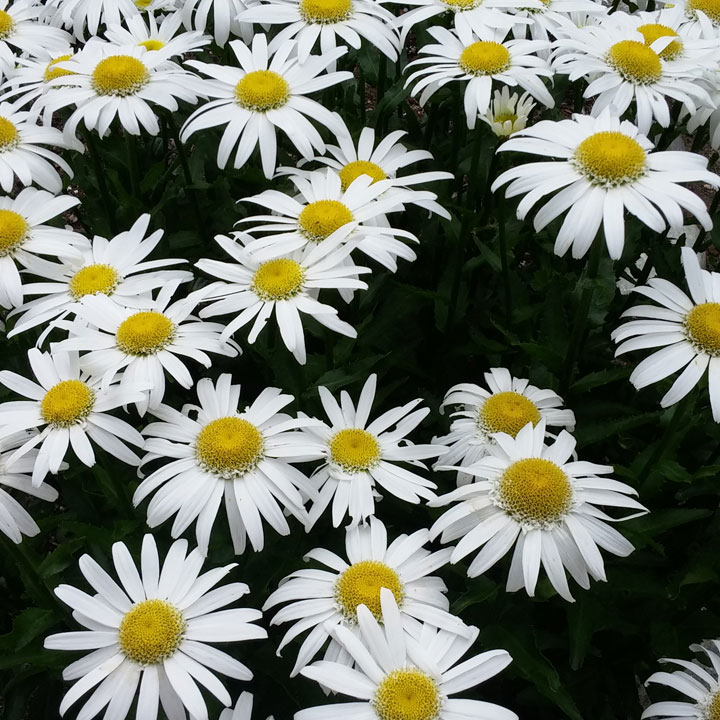 Shasta Daisy
