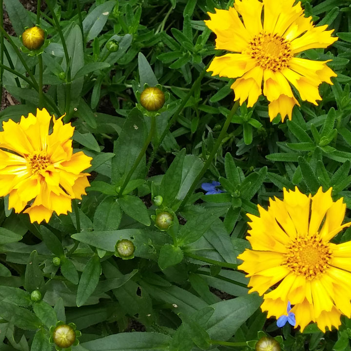 Jethro Tull Tickseed - Coreopsis