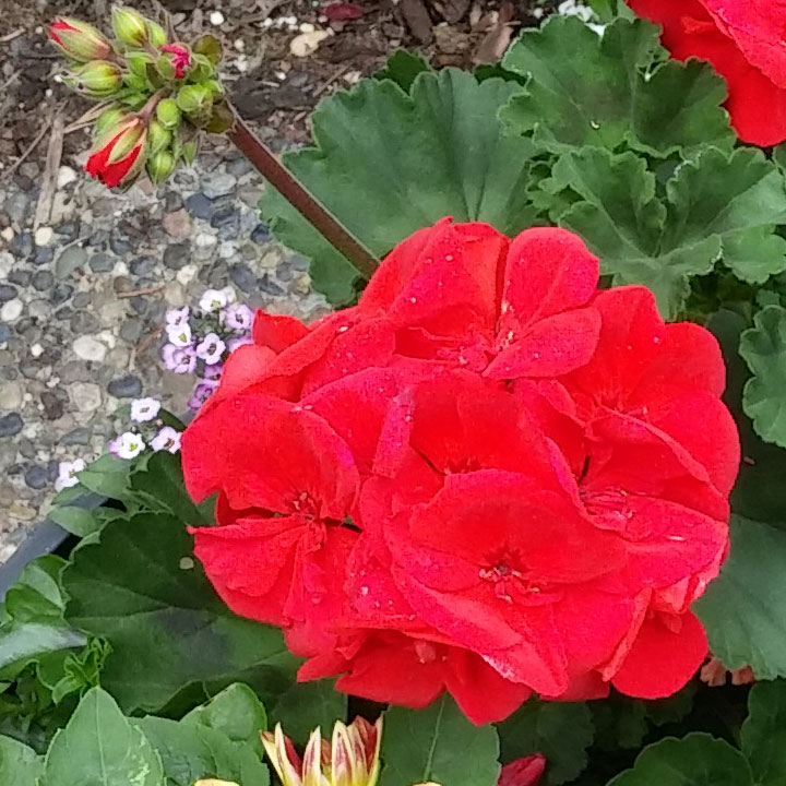 Geranium