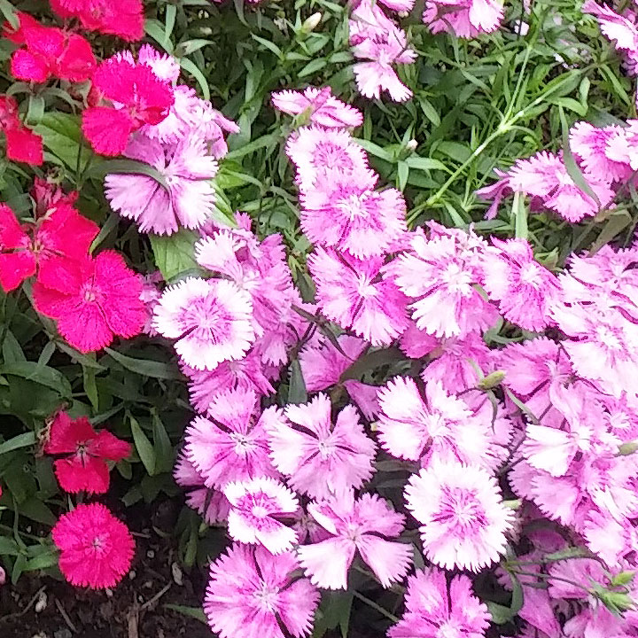 Dueling Dianthus