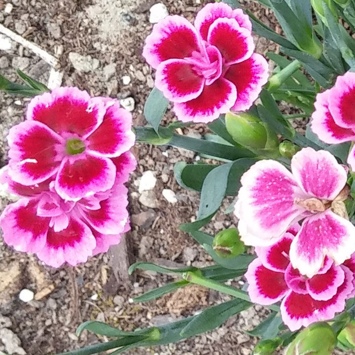 Dianthus Kisses