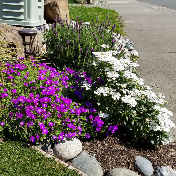 Candytuft, Rock Cress & Lavendar