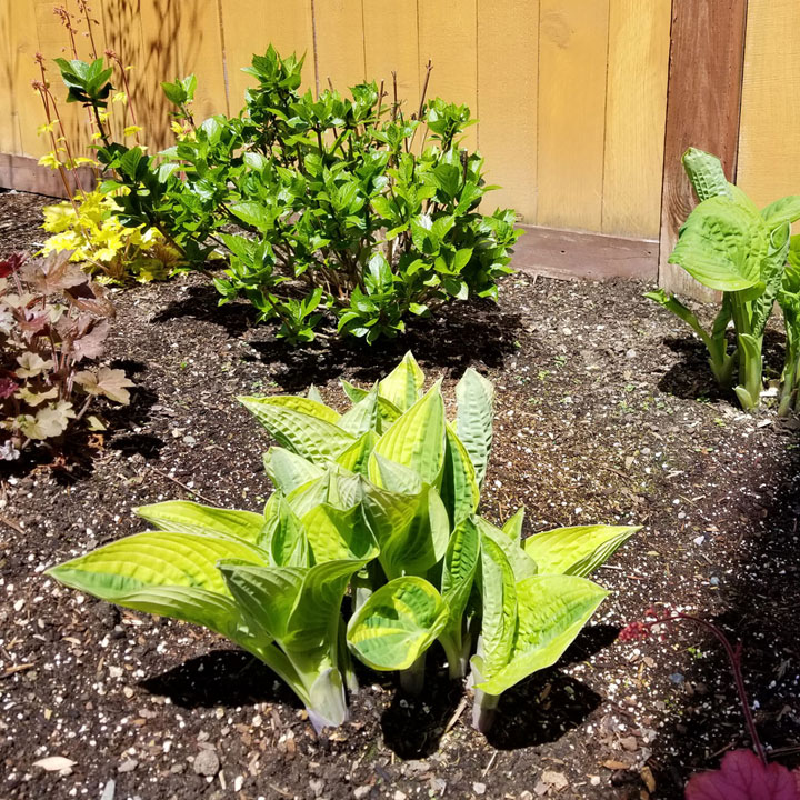 Early Hosta sightings