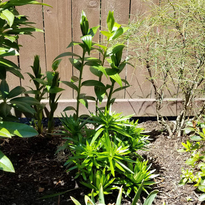 Lillies, tall & short