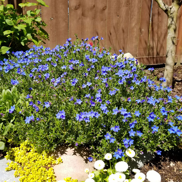 Lithodora