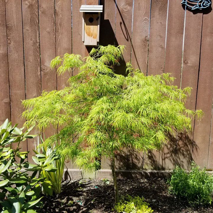 Laceleaf Maple with loft appartment