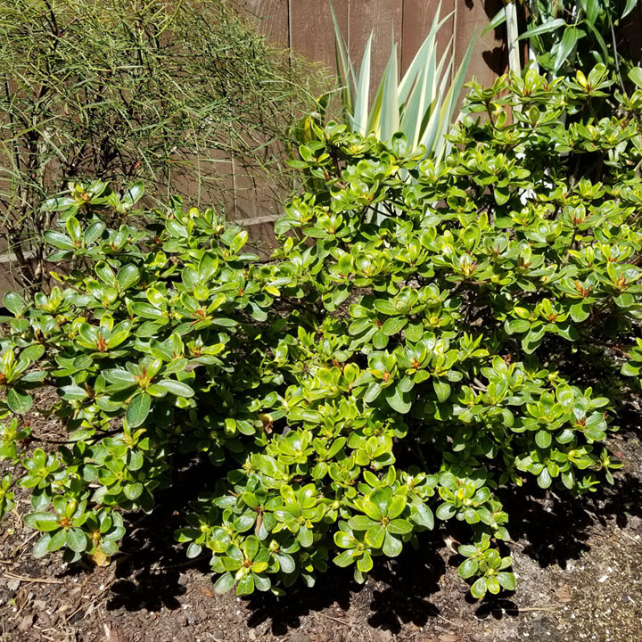 White Azalea