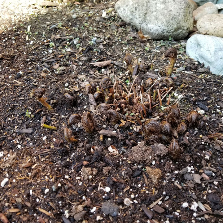 Beginning of an Autumn Fern