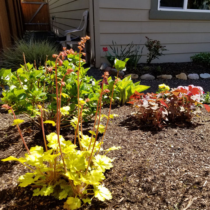 Heucheras