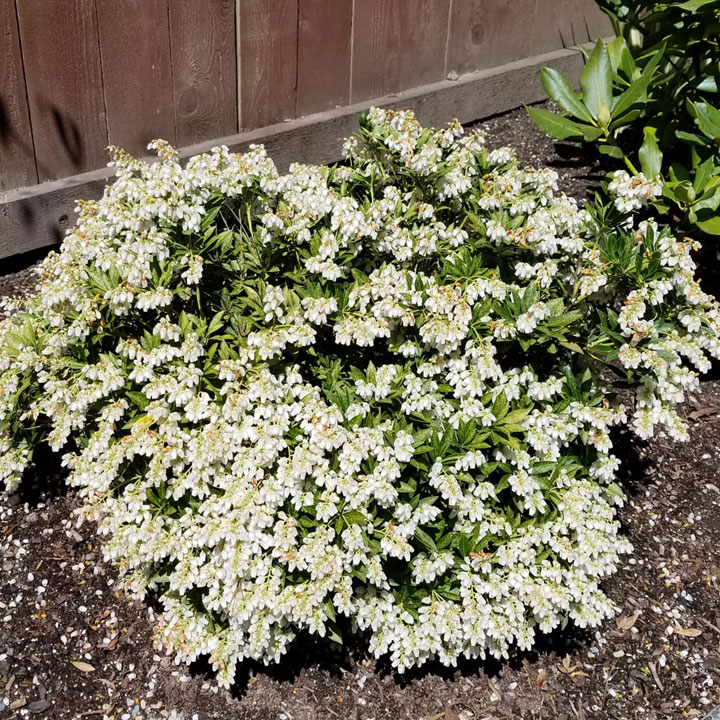 Japanese Pieris