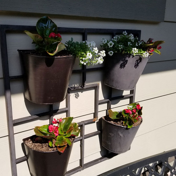 Front porch planter gets Bacopa & Begonias this year