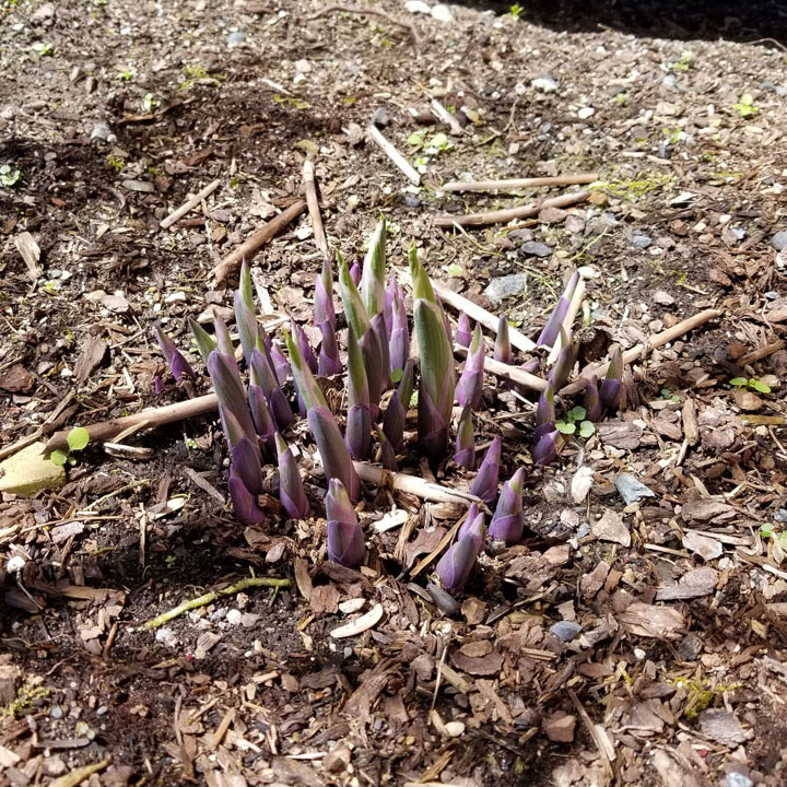 The Big Hosta just beginning