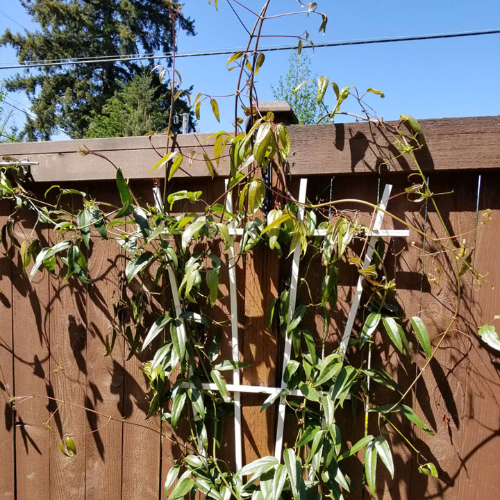 Evergreen Clematis