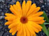 Calendula