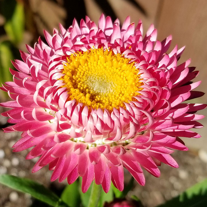 Helichrysum