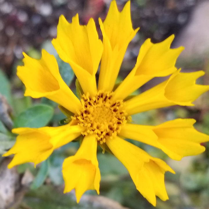 Jethro Tull Coreopsis