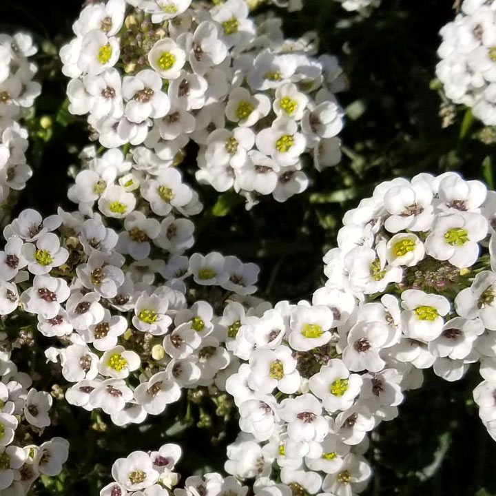 Alyssum