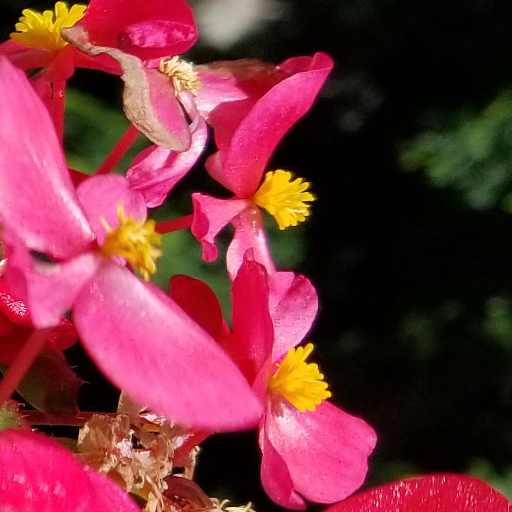 Begonia