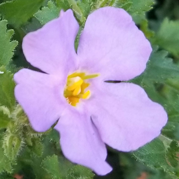 Bacopa