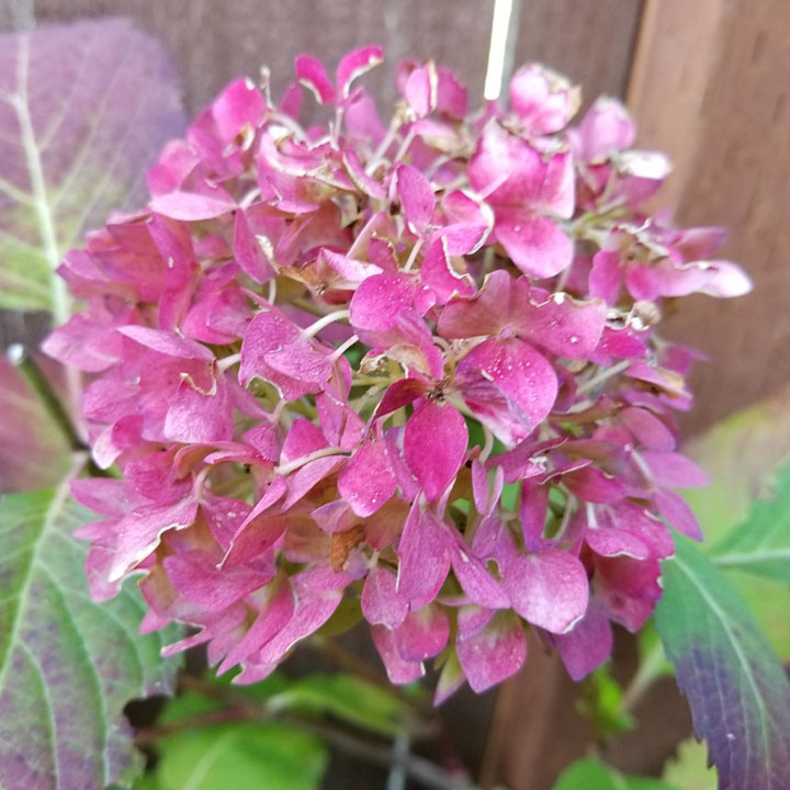 Hydrangea