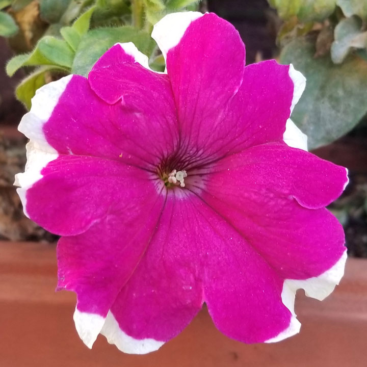 Petunia
