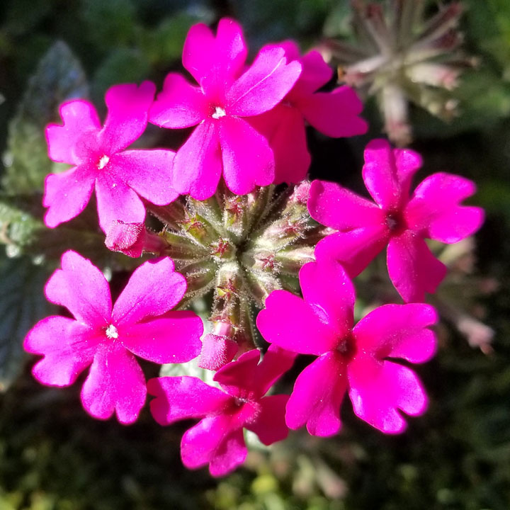 Verbena