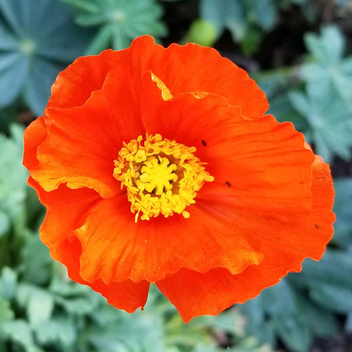 Icelandic Poppy